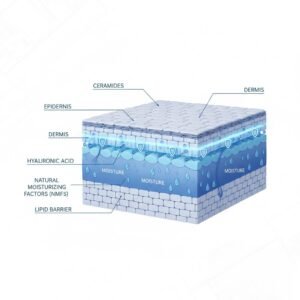 A professional 3D medical diagram showing the layers of the human skin barrier including the epidermis, dermis, and moisture locked in by ceramides.